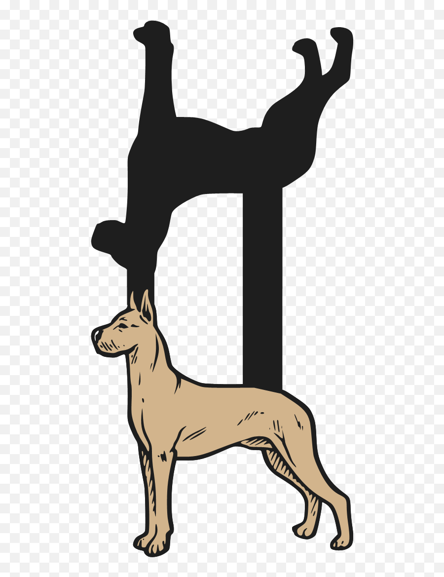 Great Dane By Request Clipart - Full Size Clipart 2714387 Dog Catches Something Png,Great Dane Png