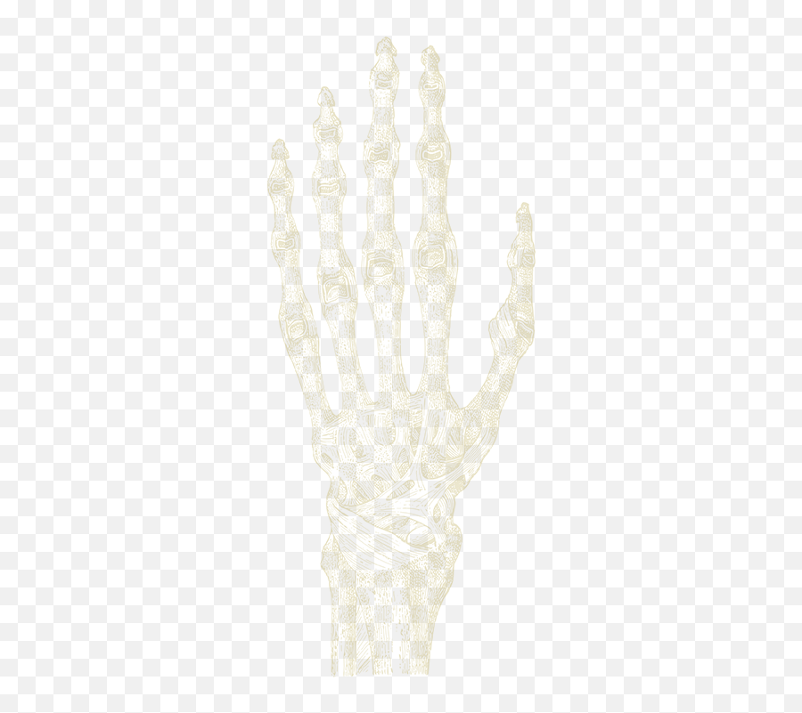 Download Skeleton Hand - Bones Of Hand Anatomy 1857 German Válka S Mloky Png,Skeleton Hand Png