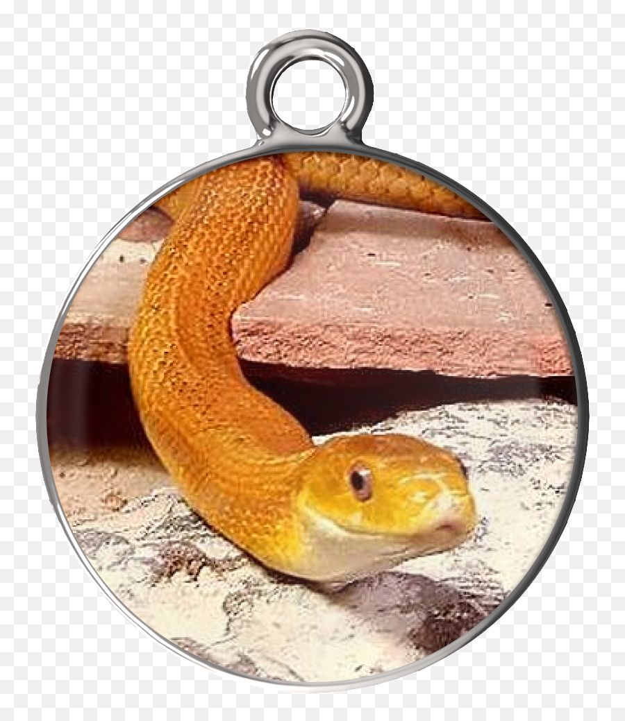Download Eye Of The Beholder Charm Bracelet - Serpent Png Corn Snake,Beholder Png