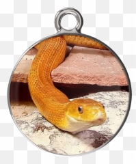 Download Eye Of The Beholder Charm Bracelet - Serpent Png Corn Snake,Beholder Png