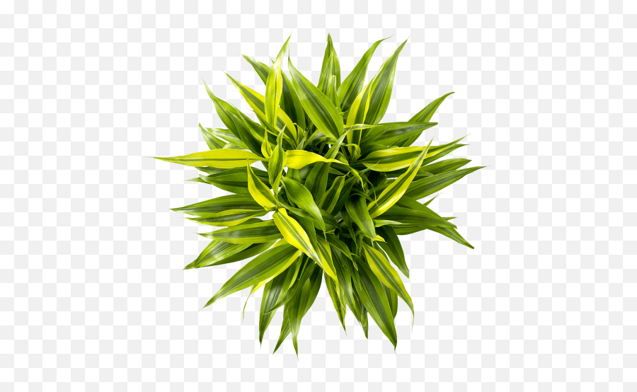 Home - Duynplant Grass Png,Plant Top View Png