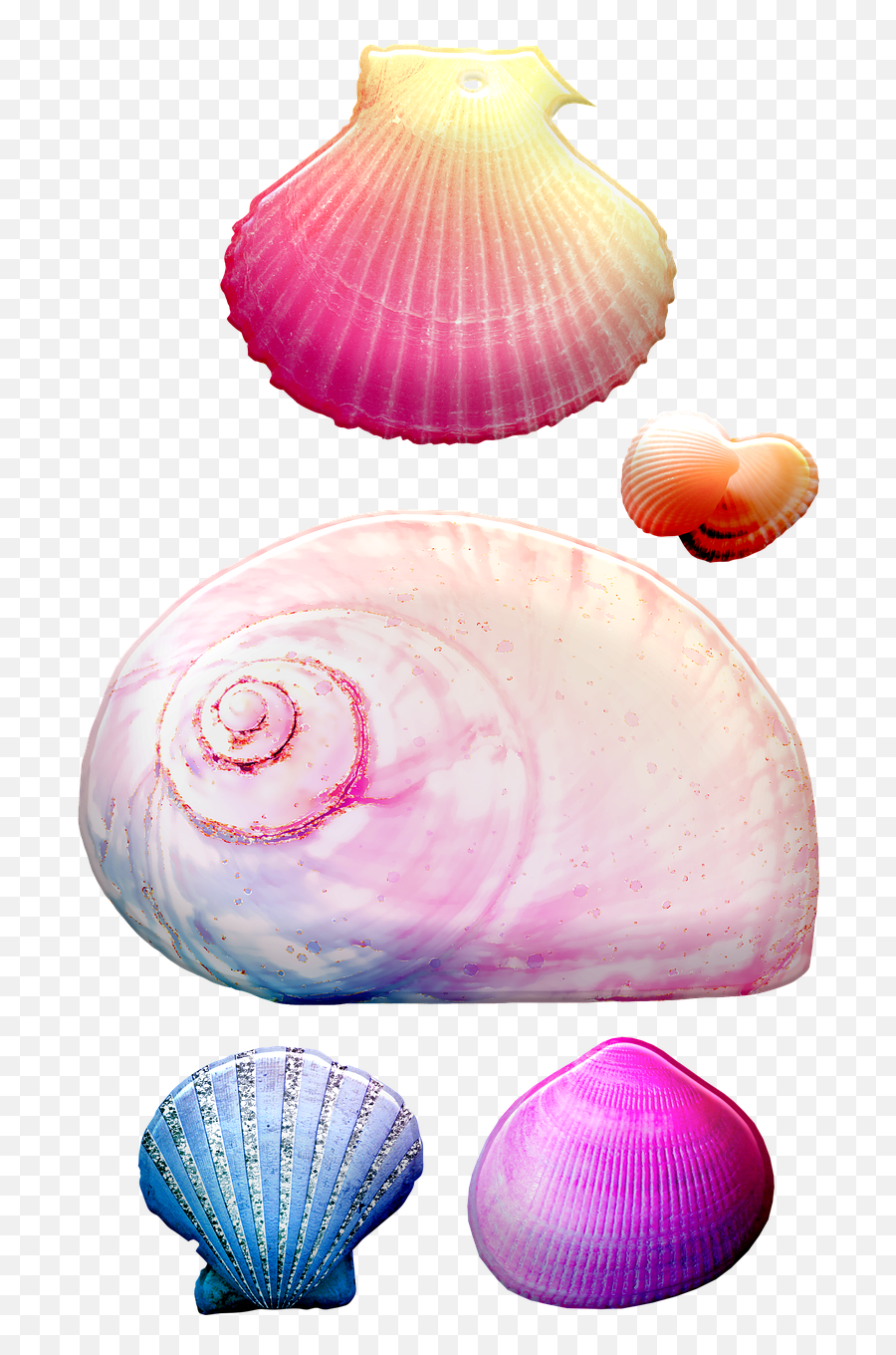 Seashells Shells Conch - Free Image On Pixabay Png,Seashell Transparent