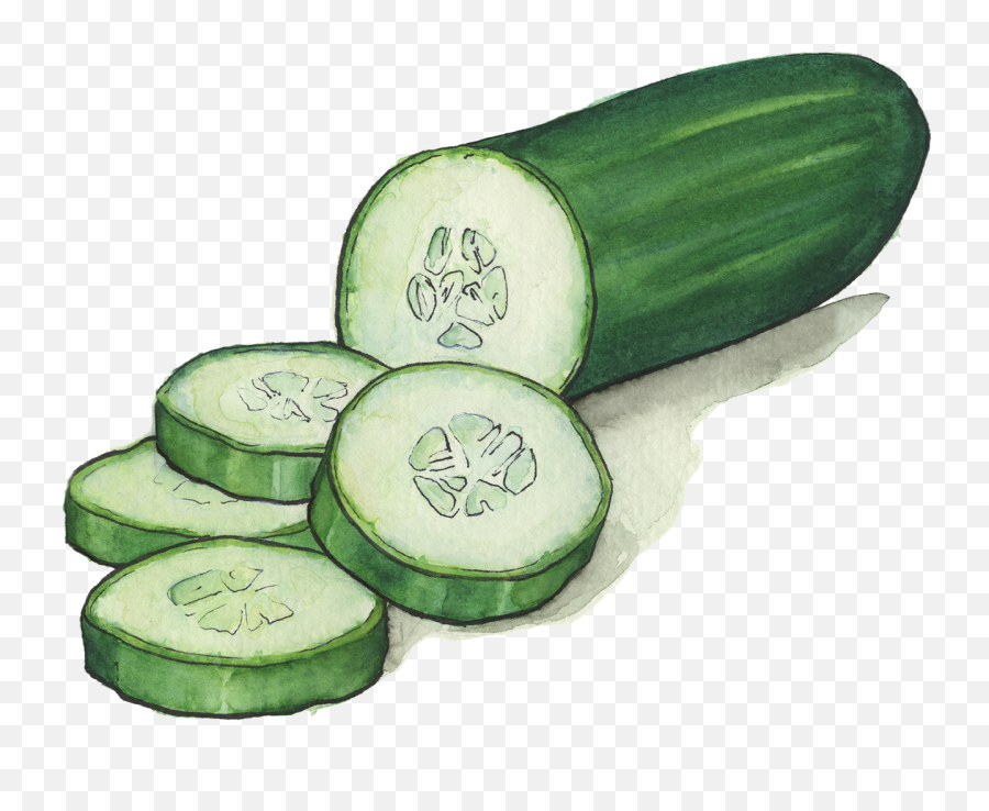 Download Hd Cucumbers - Transparent Background Cucumber Clipart Png,Cucumber Transparent