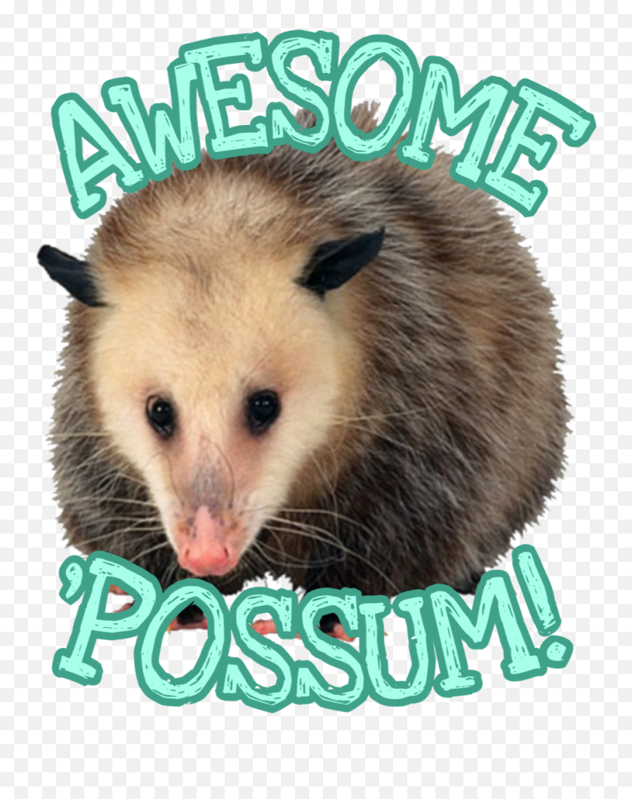 Awesome - Possum Png,Possum Png