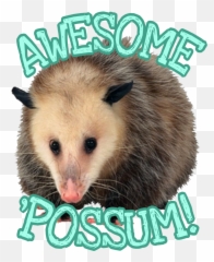 Awesome - Possum Png,Possum Png