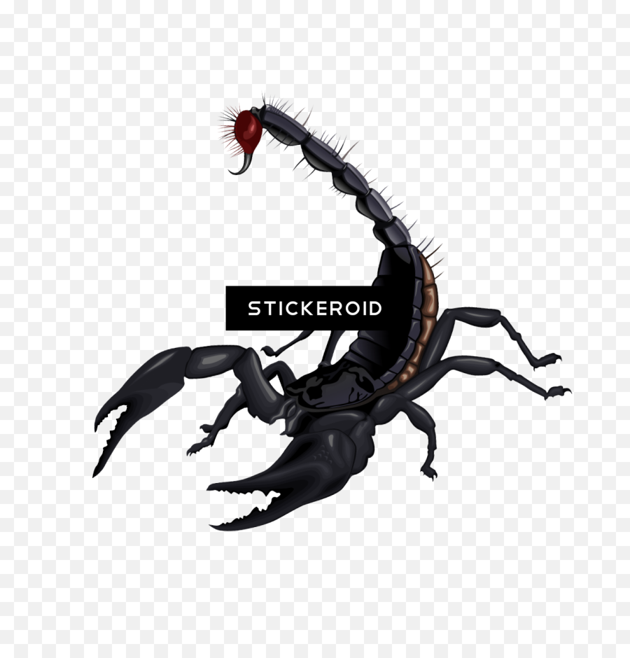 Scorpion Insects Scorpions - Png Scorpion Clipart Full Scorpion Transparent Background,Scorpion Transparent Background