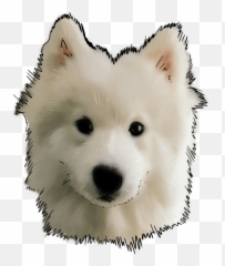 Doge Face Png - Samoyed Gif No Background,Doge Face Png