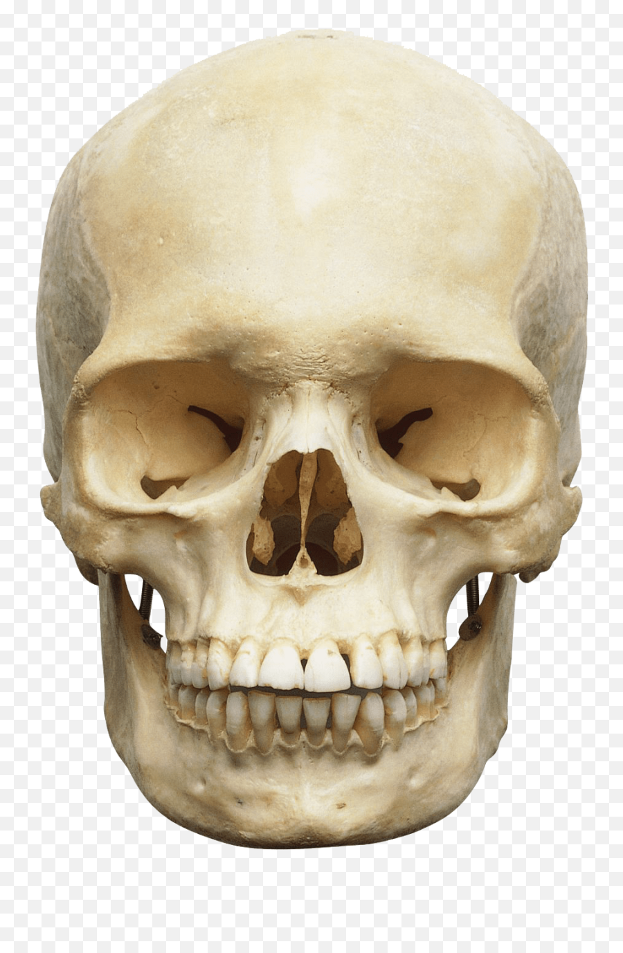 Skull Png Images Free Download - Human Skull For Kids,Skull And Bones Png
