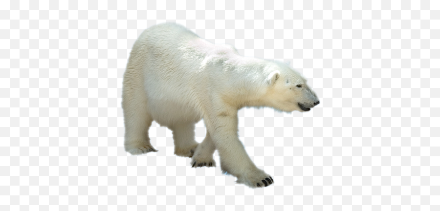 Polar Bear - Polar Bears Png Transparent,Polar Bear Png