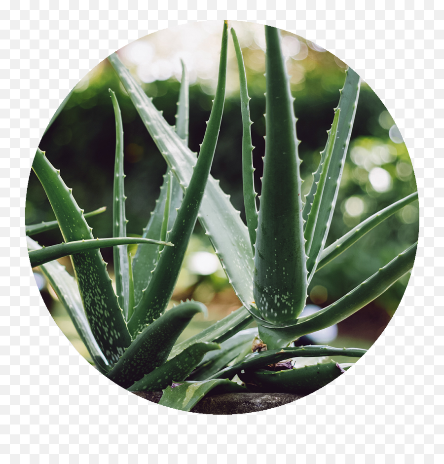 Aloe Vera - Aloe Vera Is Good For Hair Png,Aloe Vera Plant Png