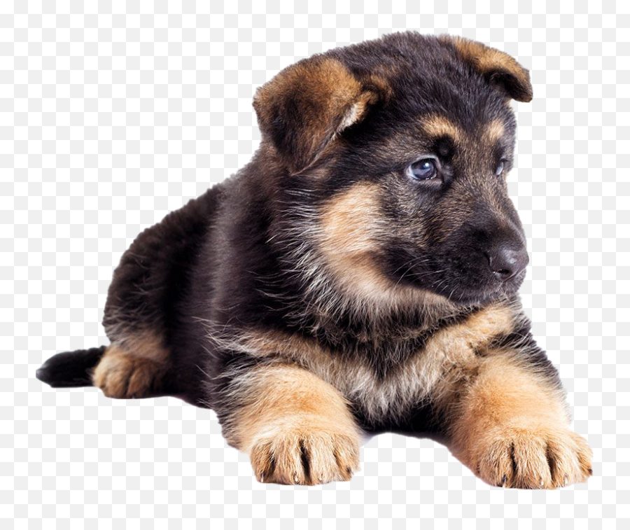 German Shepherd Puppy Transparent - German Shepherd Puppy Transparent Background Png,Transparent Puppy