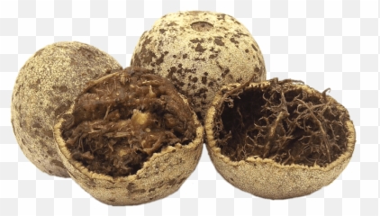 Opened Wood Apple Transparent Png - Sri Lanka