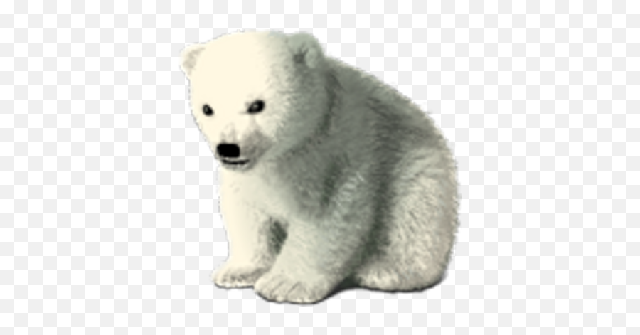 Polar Bear Psd Free Download Templates U0026 Mockups - Polar Bear Png,Snow Bear Icon Png