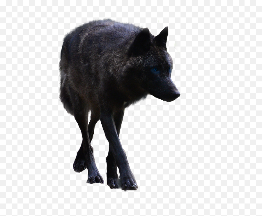 Black Wolf Transparent Background - Black Wolf Transparent Background Png,Wolf Transparent