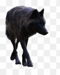Black Wolf Transparent Background - png