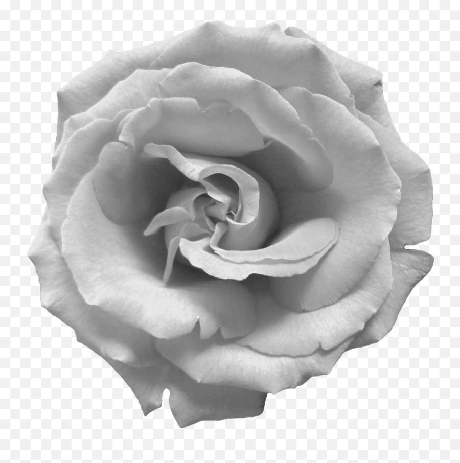 Download Hd Black And White Rose Png - White Rose Png Png,White Roses Png