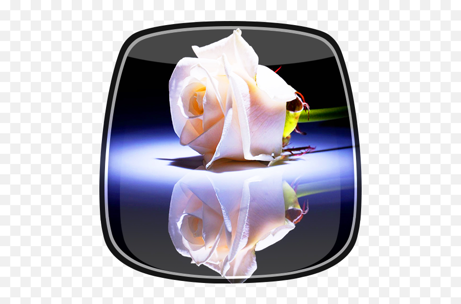 White Rose Live Wallpaper - Apps On Google Play Even A White Rose Has A Black Shadow Png,White Rose Transparent Background