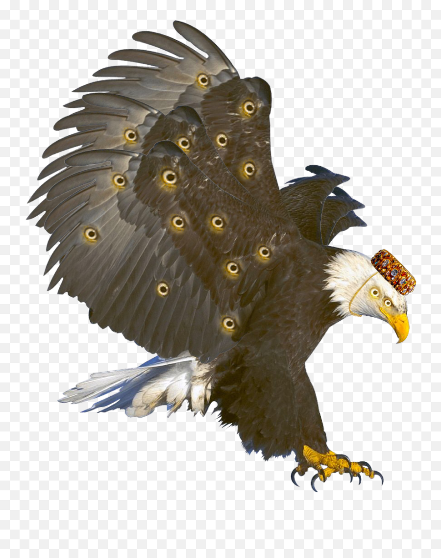 Seraph Sticker - Transparent Background Eagle Clipart Png Eagle Png For Snapseed,Eagle Transparent Background