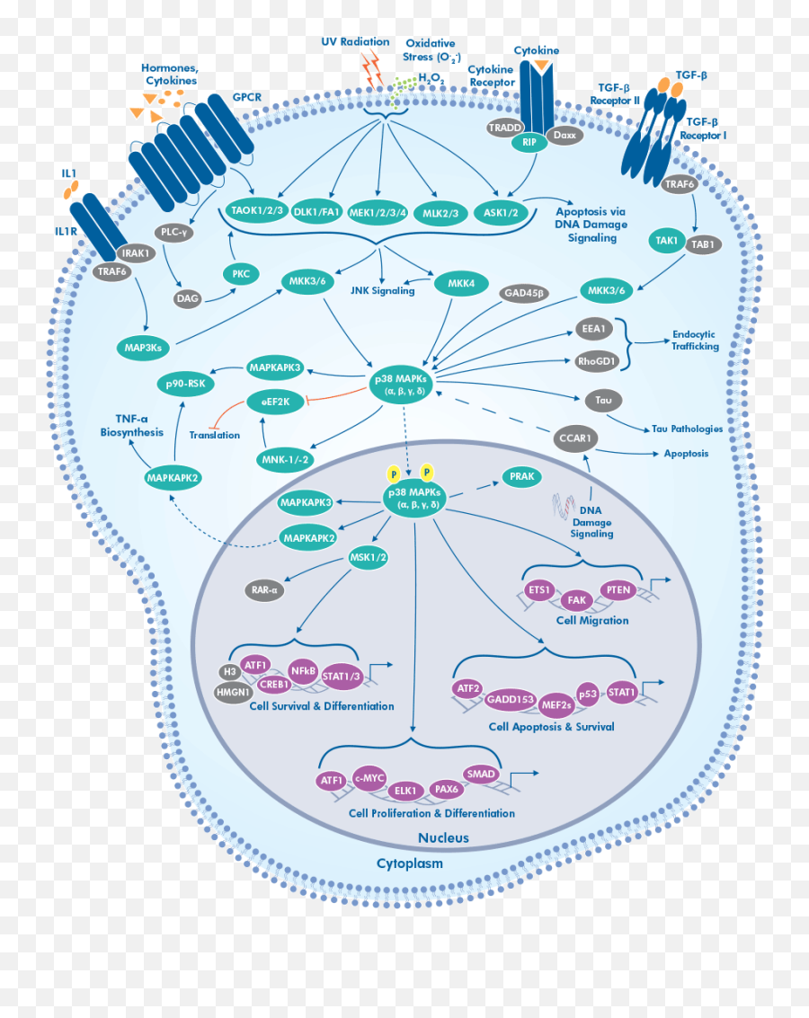 P38 Signaling Interactive Pathway Novus Biologicals - Erk P38 Png,Pathway Png