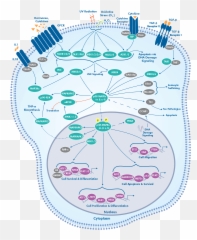 P38 Signaling Interactive Pathway Novus Biologicals - Erk P38 Png,Pathway Png