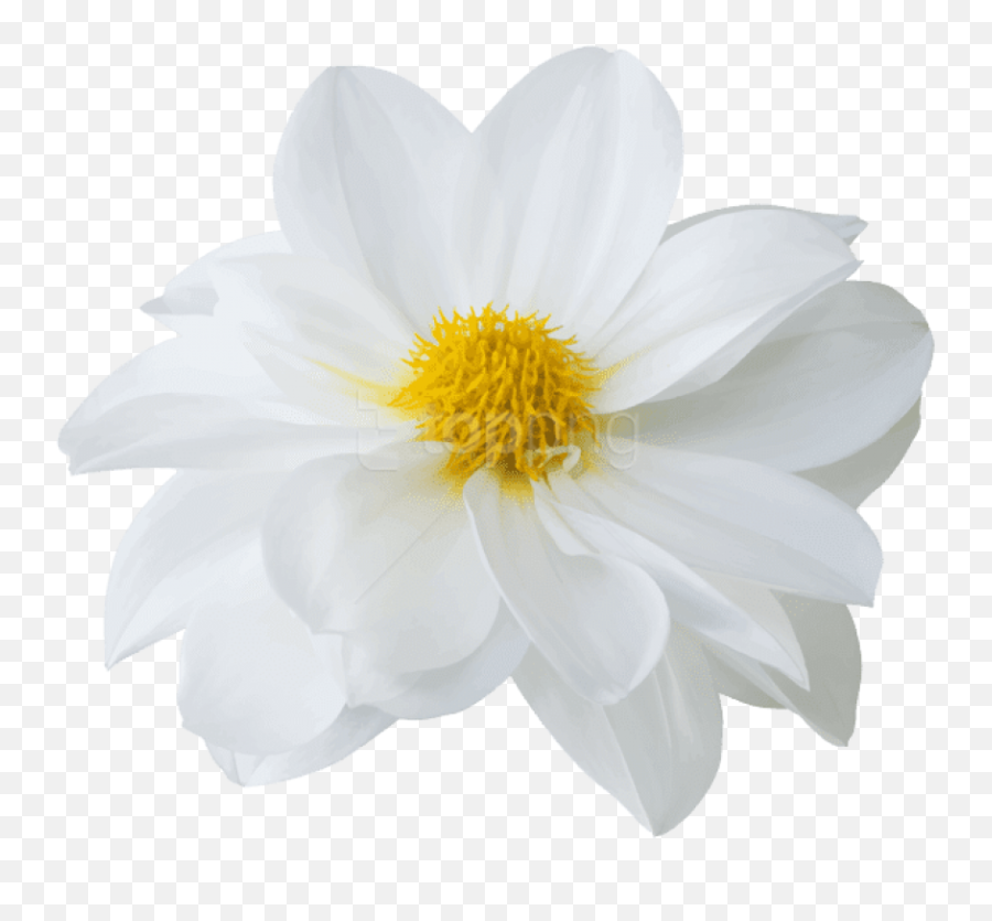 Download Free Png Hd Latest Beautiful White Flower - Sacred Lotus,White Flower Png