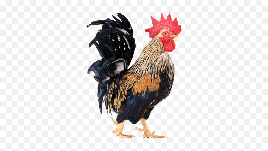 Rooster Png Images - Rooster Collar,Hen Png