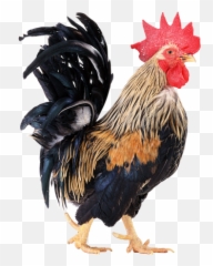 Rooster Png Images - Rooster Collar,Hen Png