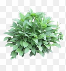 Cutout Tree - Transparent Background Png Transparent Shrubs Plants Clipart Png,Hanging Plants Png