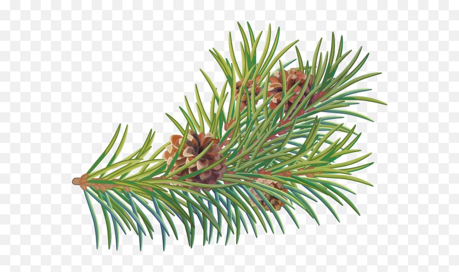 Download Free Png Pine Tree Branch - Two Needle Pinyon Pine Two Needle Pinyon Pine,Pine Tree Branch Png