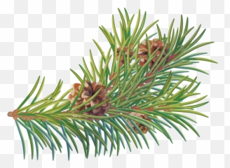 Download Free Png Pine Tree Branch - Two Needle Pinyon