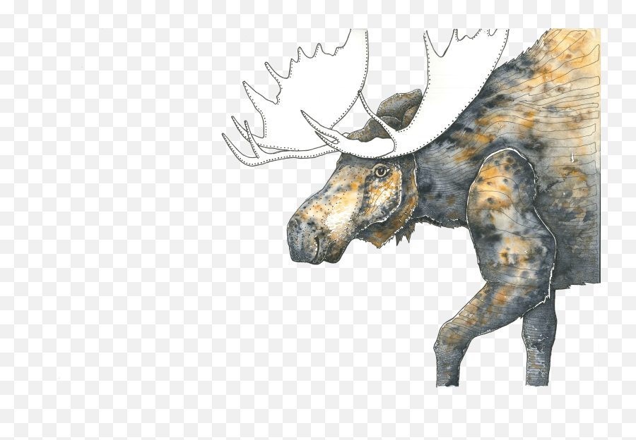 Moose Art Pen U0026 Ink And Watercolor - Peptalks Png,Moose Png