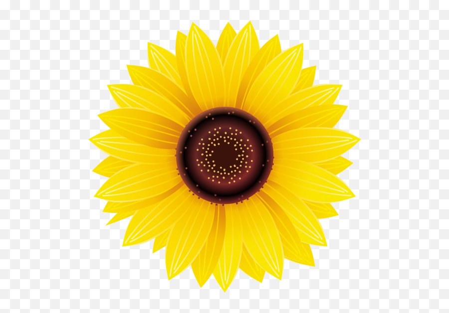 Pictures Of Sunflower Flowers - Sunflower Sticker Png,Sunflower Png