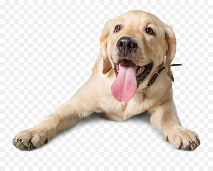How To Stop Puppies Needle Sharp Teeth - Dog Png,Sharp Teeth Png