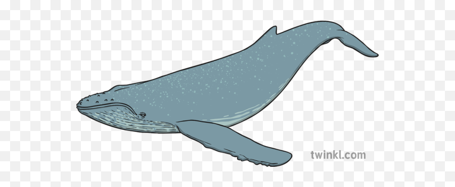 Blue Whale Illustration - Blue Whale Twinkl Png,Blue Whale Png
