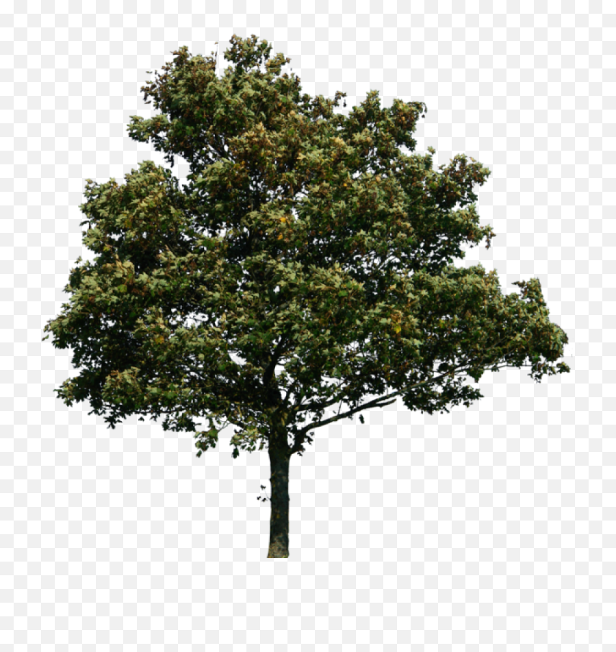 Nature Forest Tree Png Image - Transparent Background Tree Png,Forest Tree Png