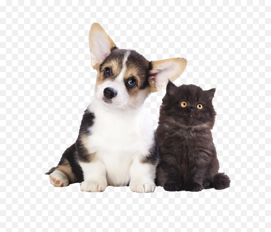 Easipetcare - Low Cost Vets Pet Vaccinations Neutering Corgi Puppy And Kitten Png,Dog Sitting Png