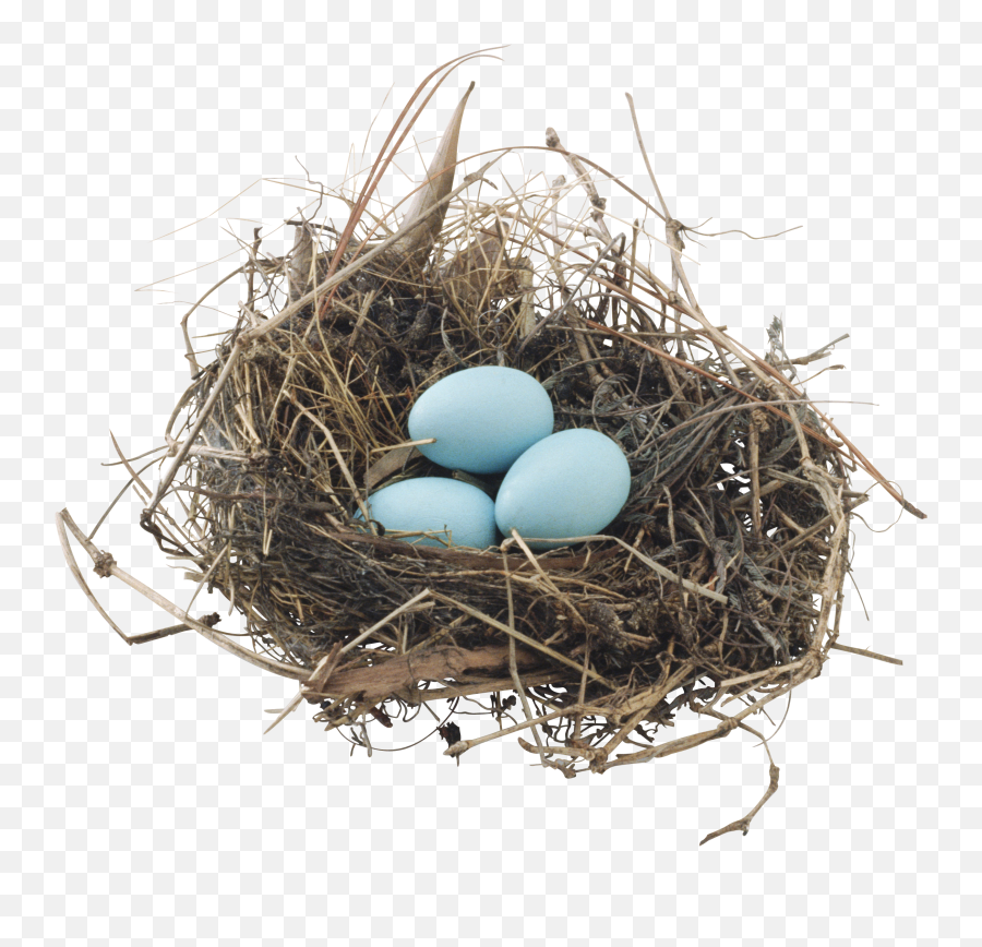 Nest Png - Png,Nest Png