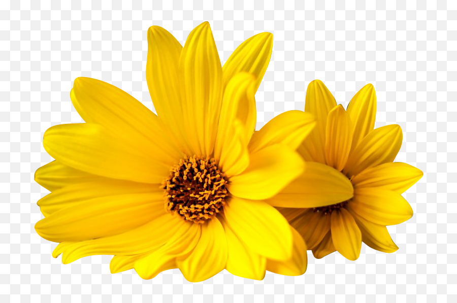 Yellow Flowers Transparent Background - Yellow Flowers Transparent Background Png,Yellow Flower Transparent Background