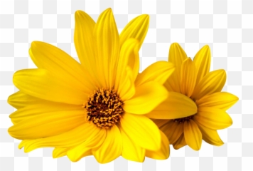 free transparent yellow flower transparent background images page 1 pngaaa com yellow flower transparent background