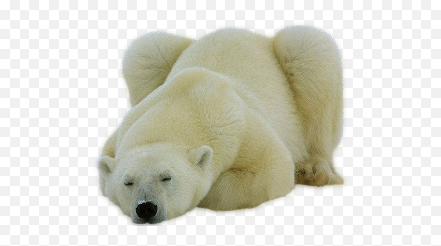 Polar Bear - Polar Bear Png,Polar Bear Png