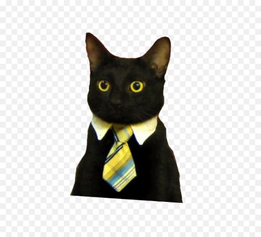 Tags - Business Cat Png,Peeking Png