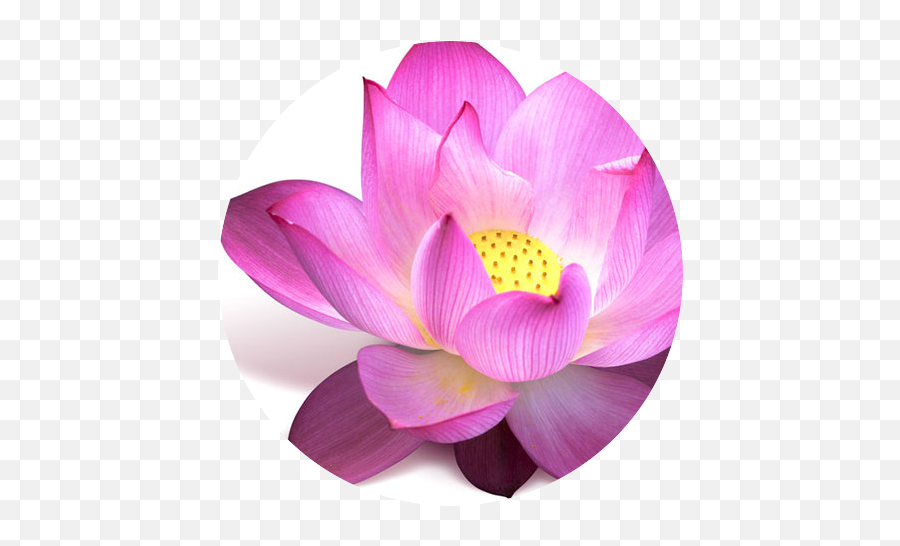 Lotus Flower - Circle Yogabalance Yoga Classes Padma Flower Png,Flower Circle Png
