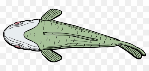 Fish Aquatic Swimming - Dorsal View Of Fish Png,Fish Swimming Png