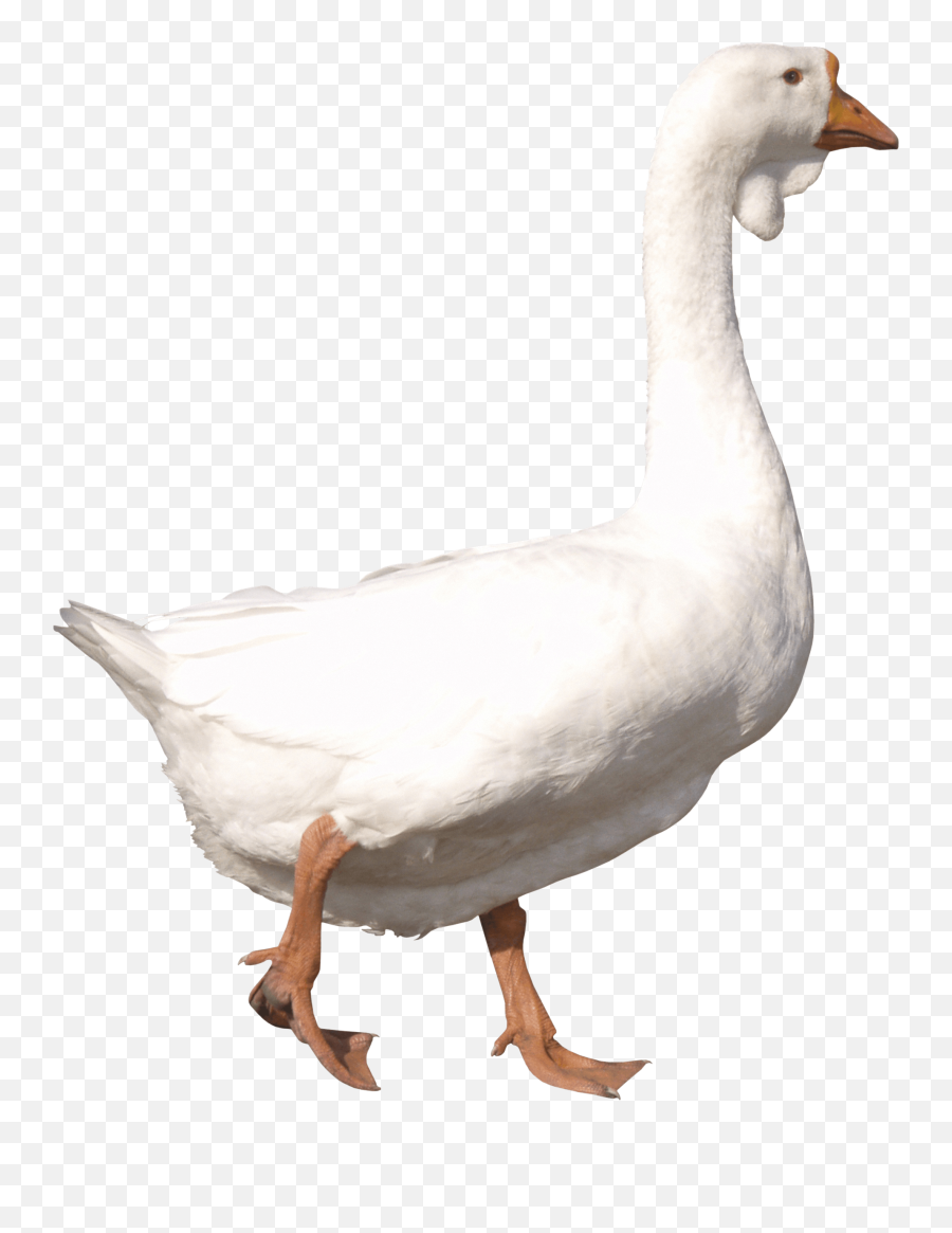 White Adult Goose Png Image - Goose Png,Goose Transparent