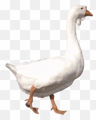 White Adult Goose Png Image - Goose Png,Goose Transparent