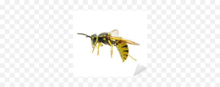 Wasp Sticker U2022 Pixers - We Live To Change Hornet Png,Wasp Png