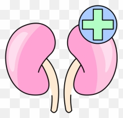 Kidney - Free healthcare and medical icons Language png