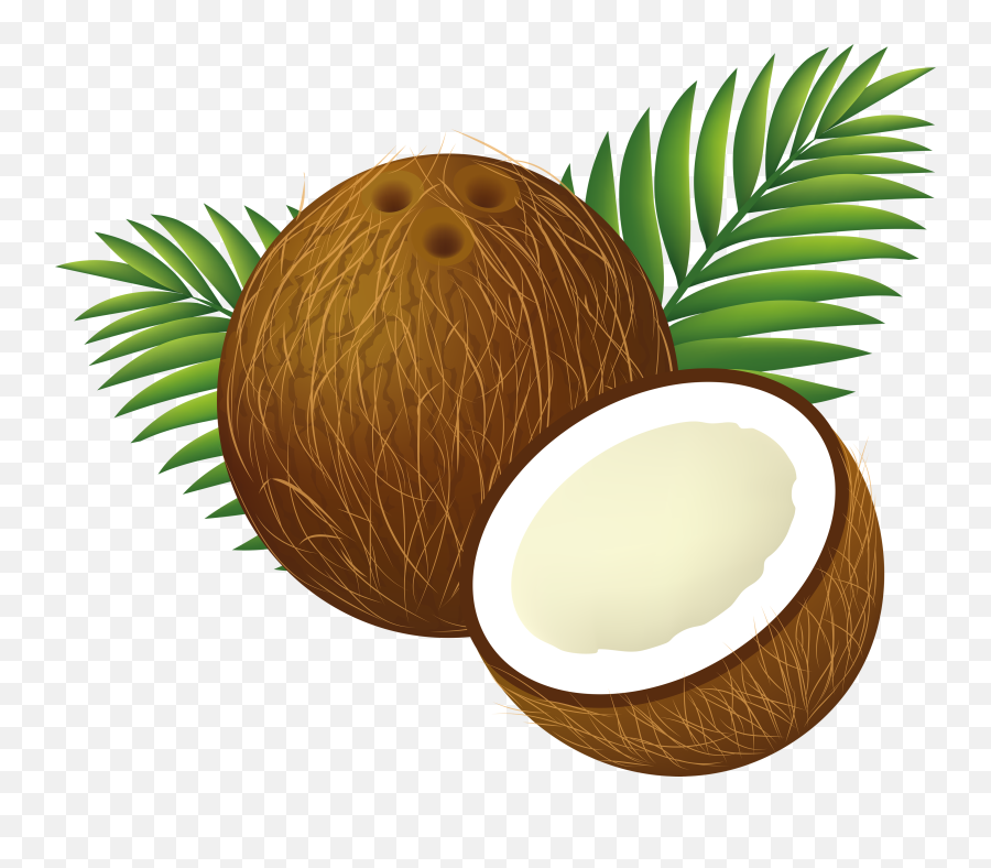 Coconut Png Image - Transparent Background Coconut Clipart,Coconut Png