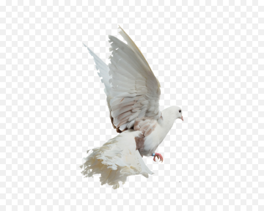 Download Free Png Bird Image With - Picsart White Bird Png,Seagulls Png