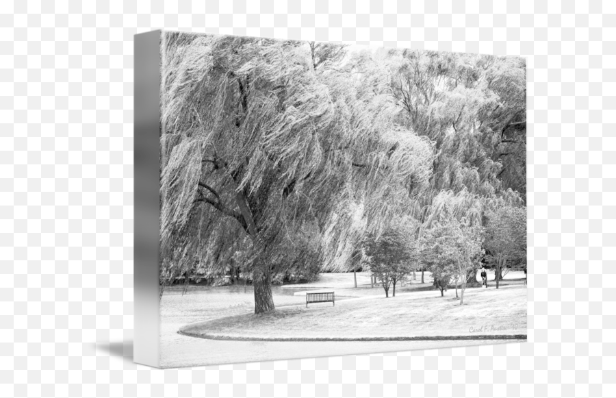 Weeping Willow Tree Landscape Meditation Wall Art By Carol F Austin - Willow Png,Weeping Willow Png